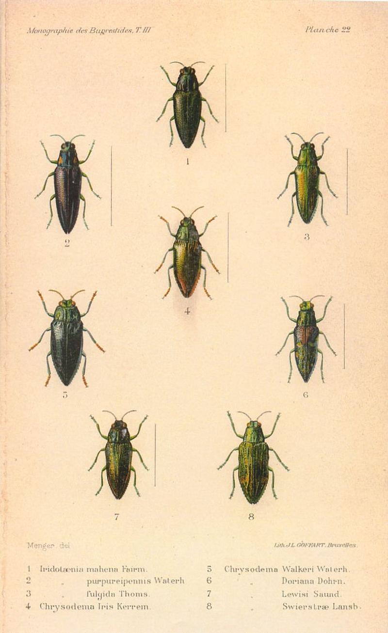 Kerremans.Monographie.des.Buprestides.22