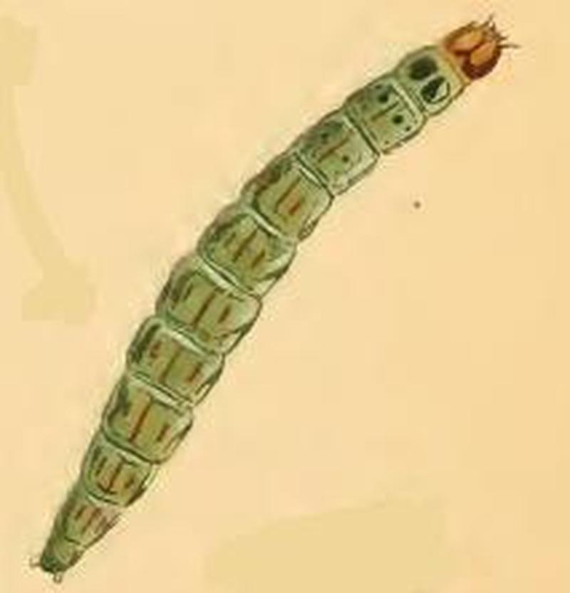 Kessleria saxifragae larva