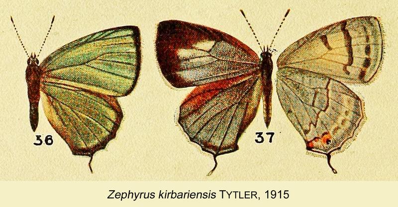 KirbariensisTytler1915OD