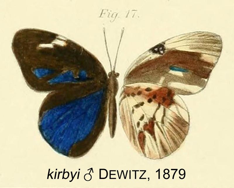 Hewitsonia kirbyi from original description