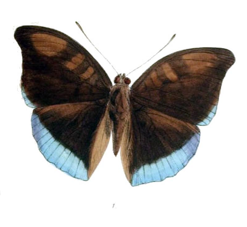 KirontisaTelchinia227 1