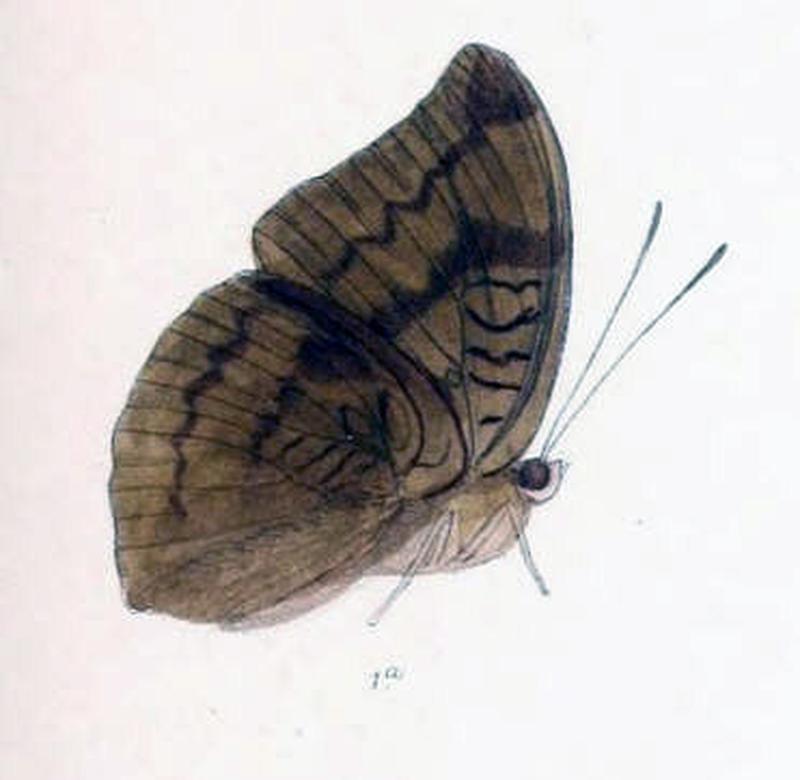 KirontisaTelchinia227 1a