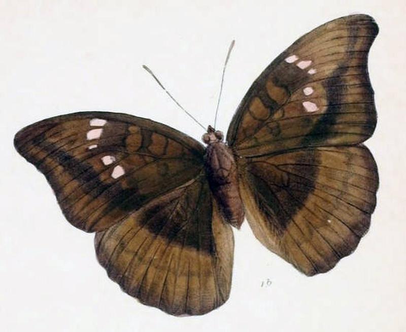 KirontisaTelchinia227 1b