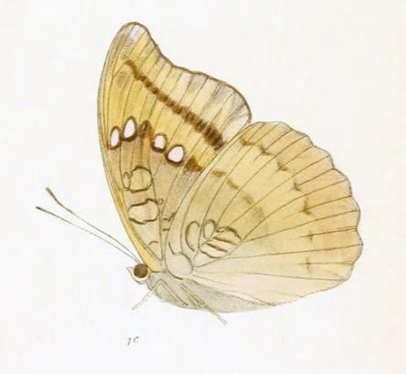 KirontisaTelchinia227 1c