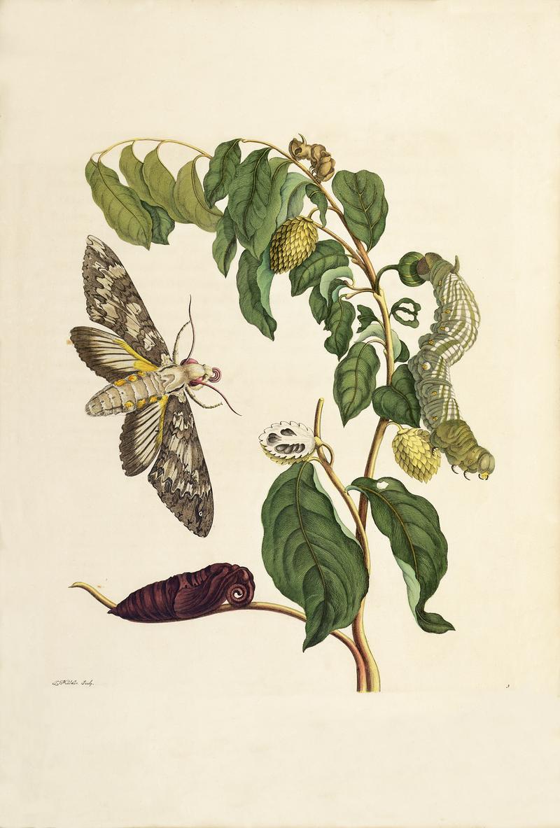 Kleine zuurzak Maria Sibylla Merian 1705 plate III