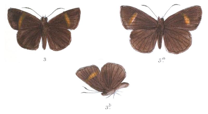 KoruthaialosButleri 790 3 Fitch