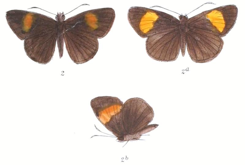 KoruthaialosRubecula 790 1 Fitch