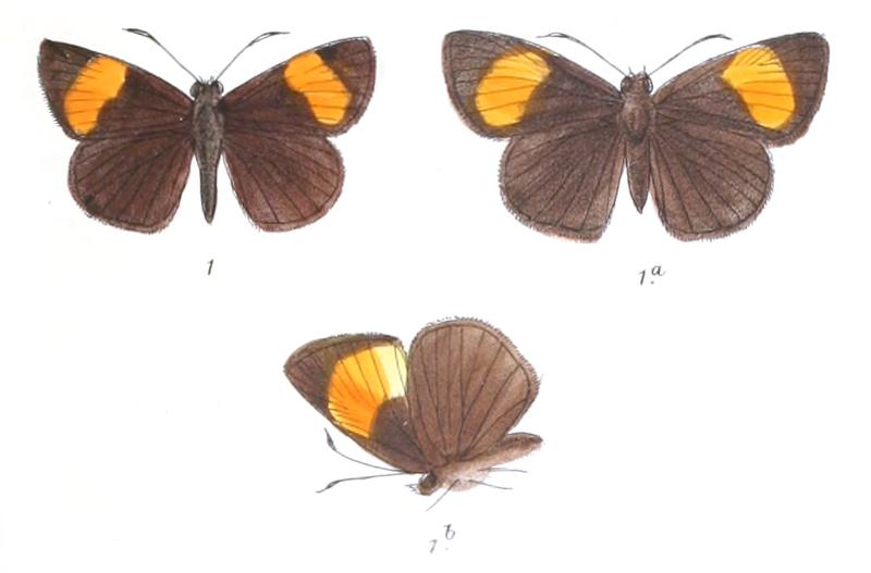 Koruthaialos Xanites 791 1 Fitch