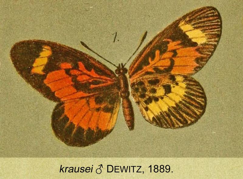 Mimacraea krausei from original description