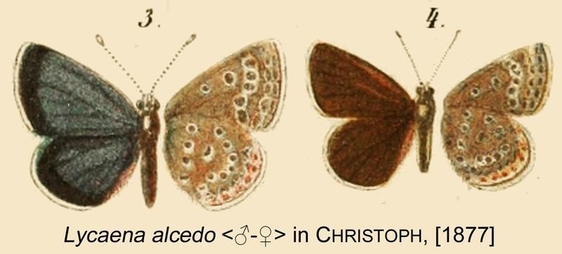 Kretania alcedo MF OD Christoph1877