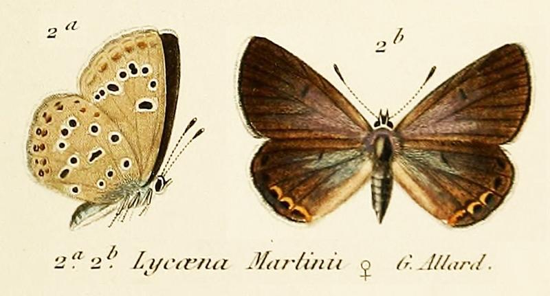 Kretania martinii OD Allard1867