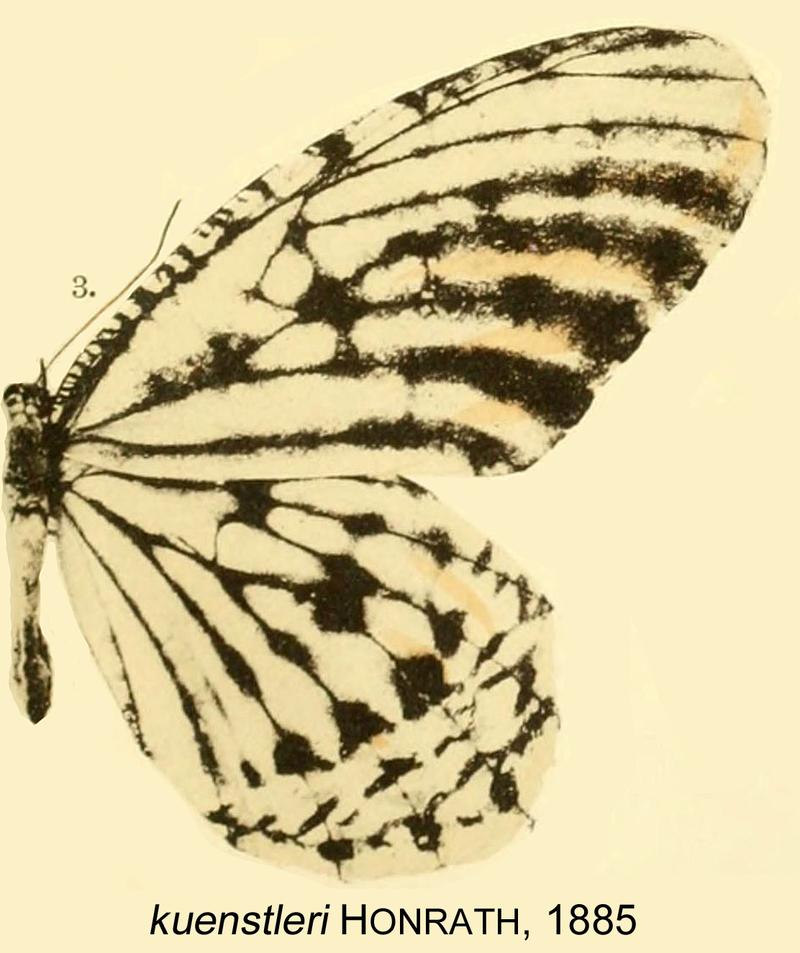 KuenstleriHonrath1885OD