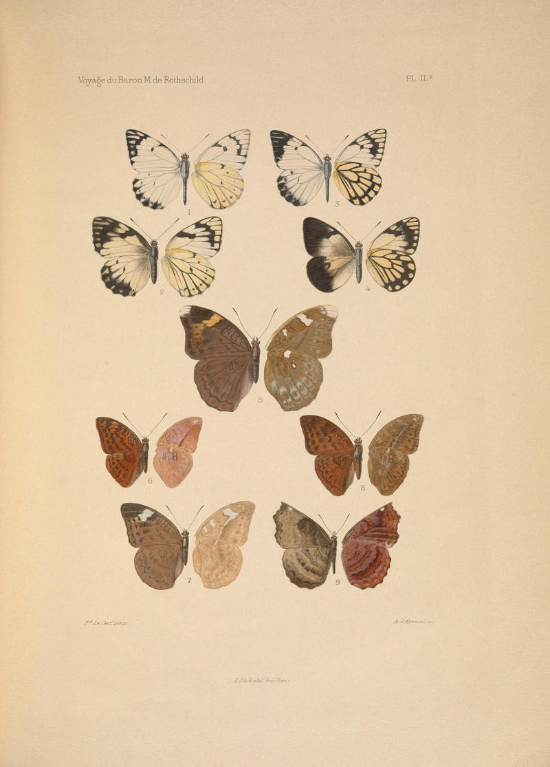 Lépidopte̕res (PL. IL 2) BHL35824909