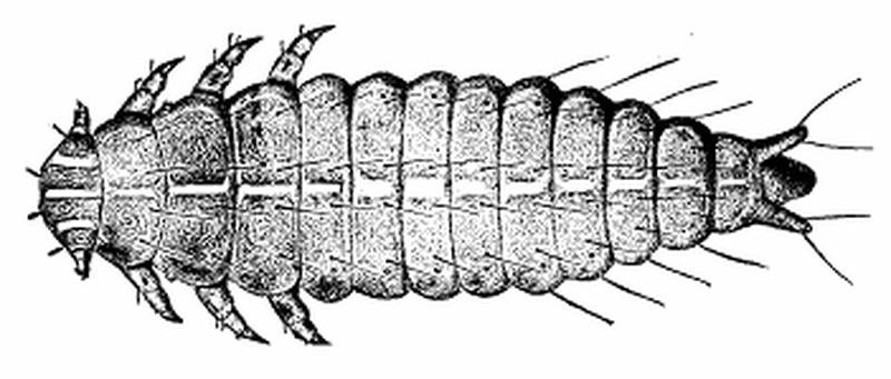 LARVA OF PLATYPSYLLUS CASTORIS—DORSAL VIEW