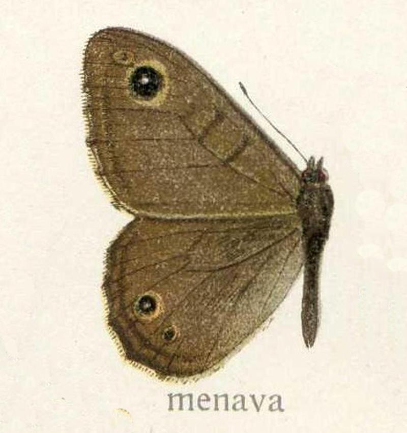 Lasiommata menava Satyrinae