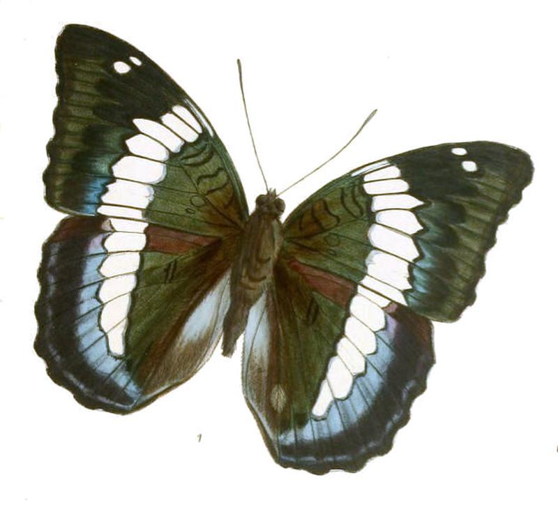LabrangaDuda246 1