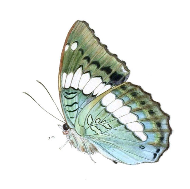 LabrangaDuda246 1a
