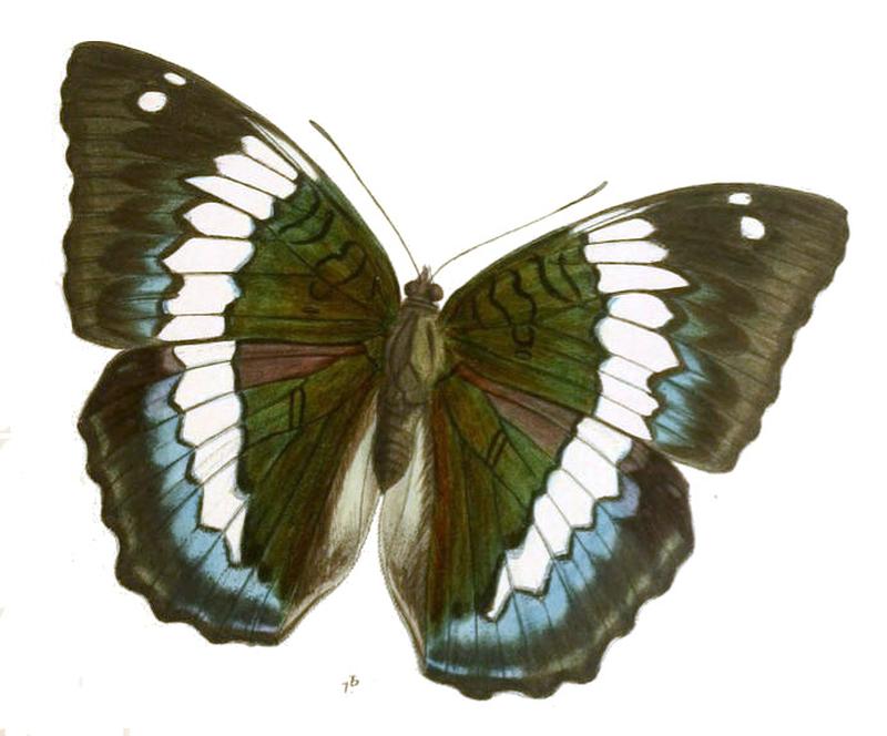 LabrangaDuda246 1b