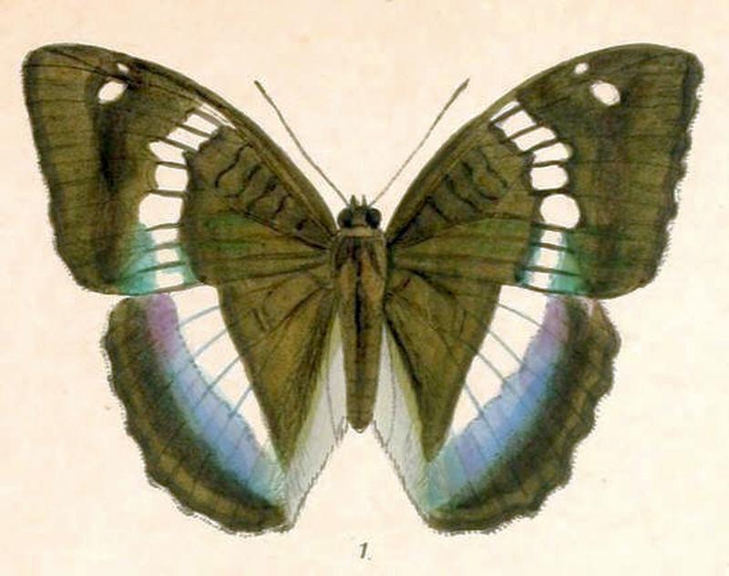 LabrangaDuda247 1