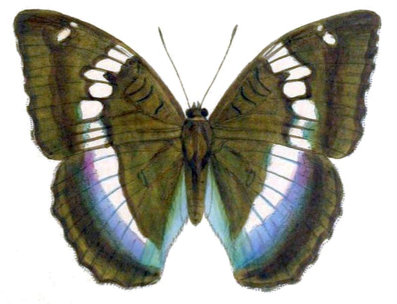 LabrangaDuda247 1a