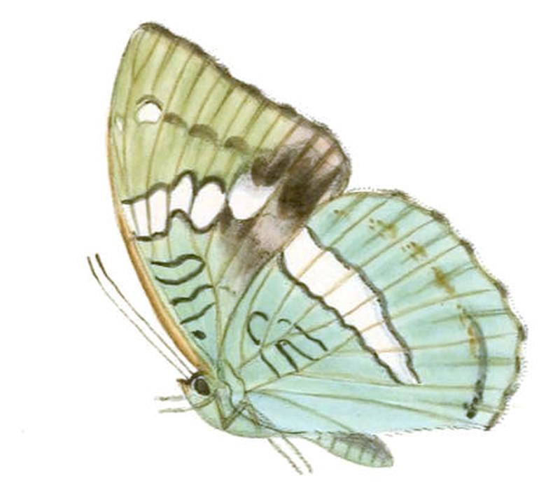 LabrangaDuda247 1b