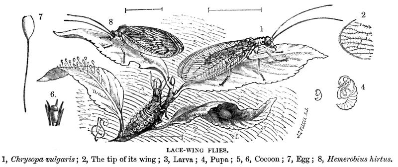 Lacewing life history version with yellow cast removed 20080515