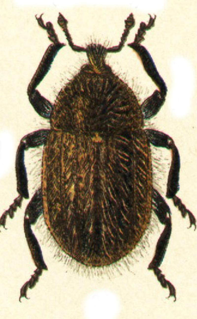 Lachnaeus horridus
