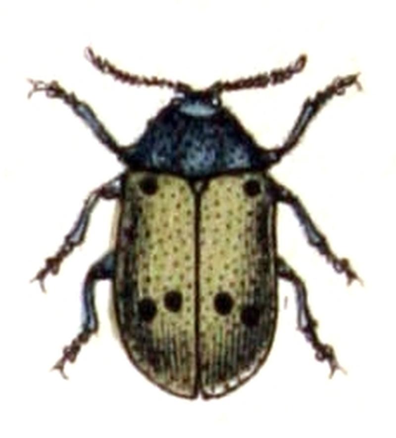 Lachnaia.sexpunctata.-.calwer.45.09