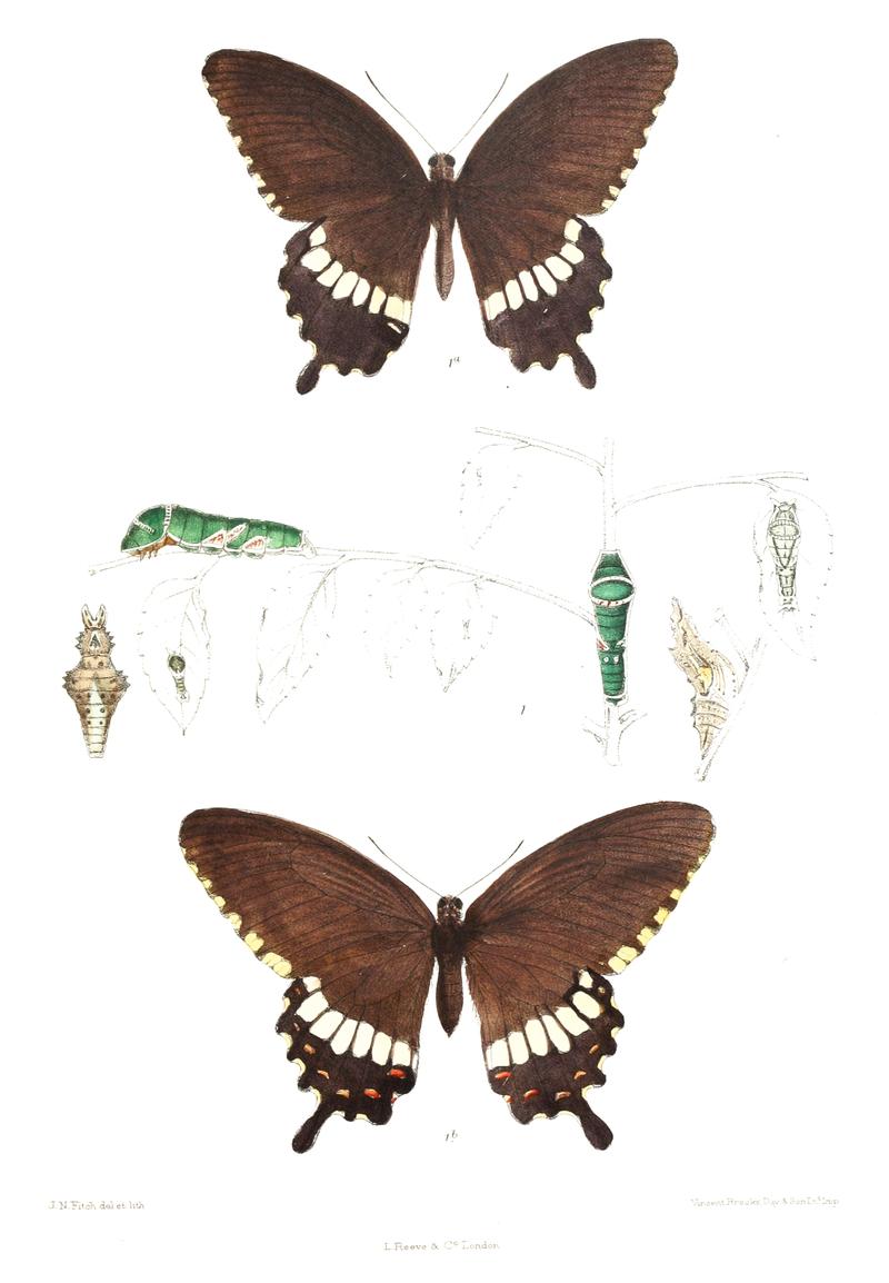 Laertias pammon 462