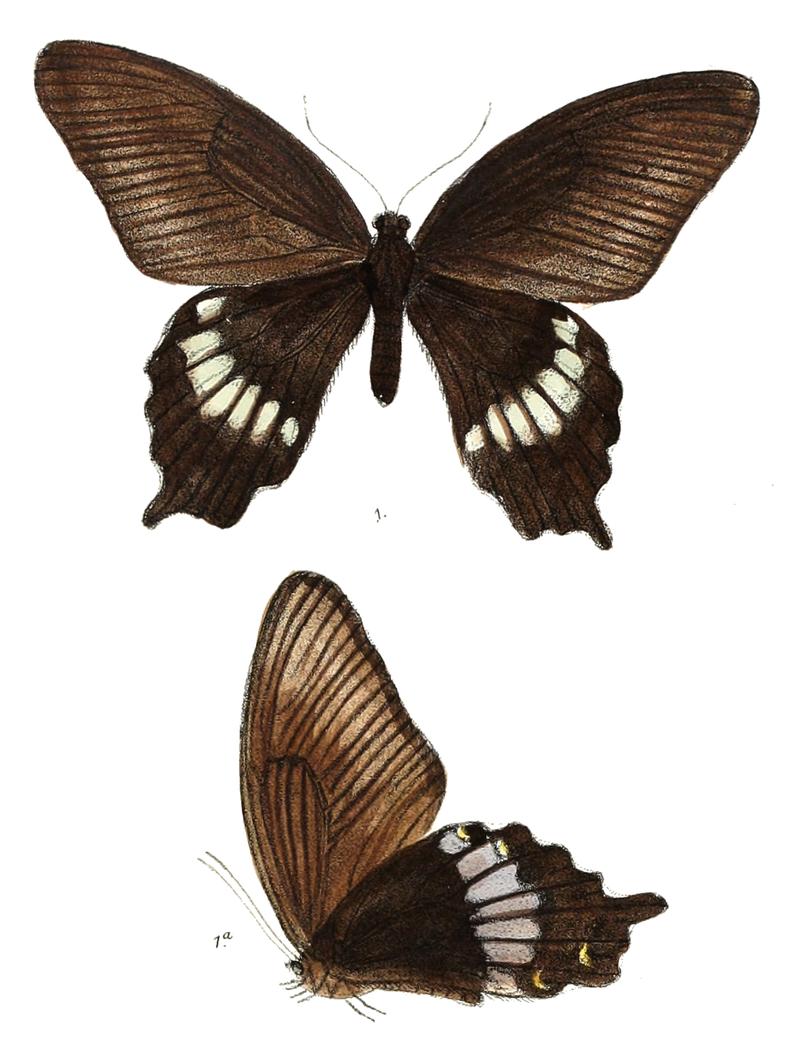 Laertias sakontala 465