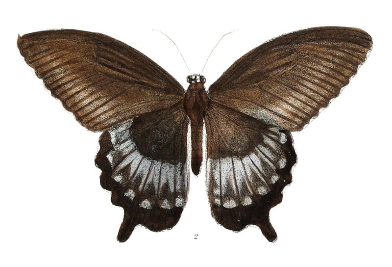 Laertias walkeri m 465