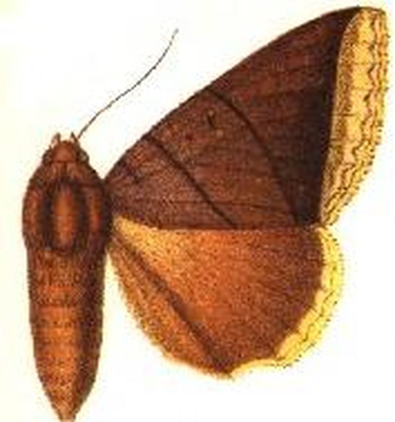 Lagoptera lacteicincta