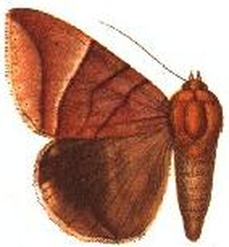 Lagoptera occidens