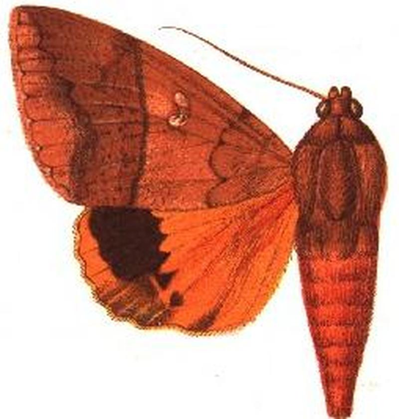 Lagoptera regia