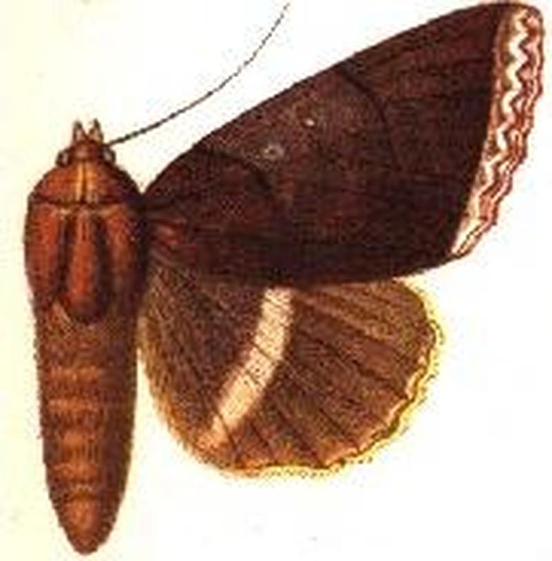 Lagoptera rubida