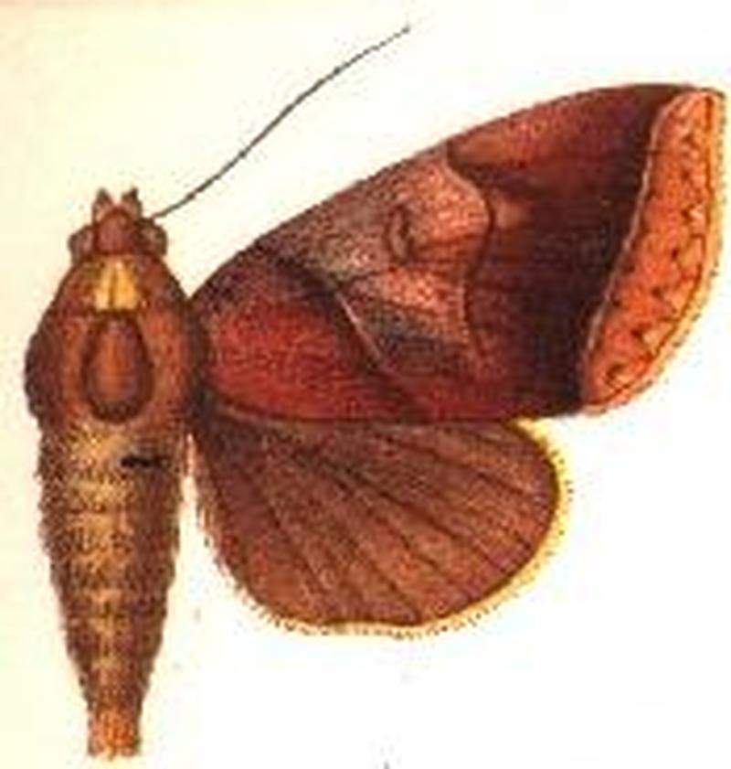 Lagoptera submira