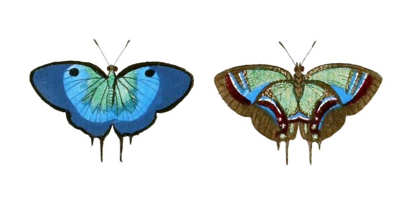 Lamasina ganimedes CramerStoll