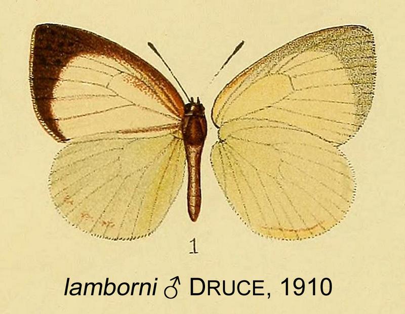 Neaveia lamborni from original description