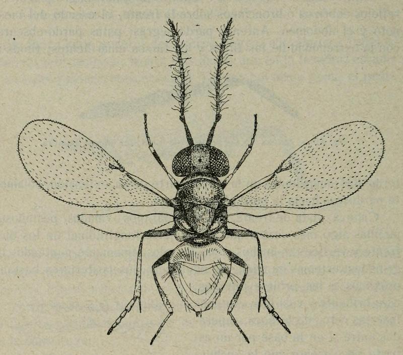 Lamennaisia ambigua male p284