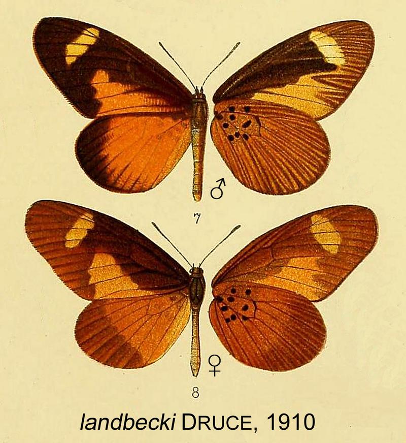 landbecki from original description