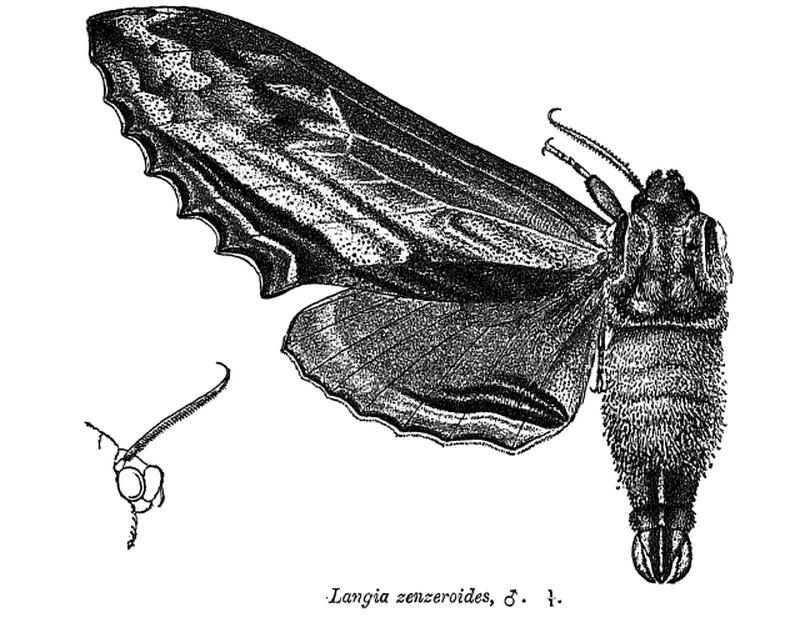 LangiaZenzeroides