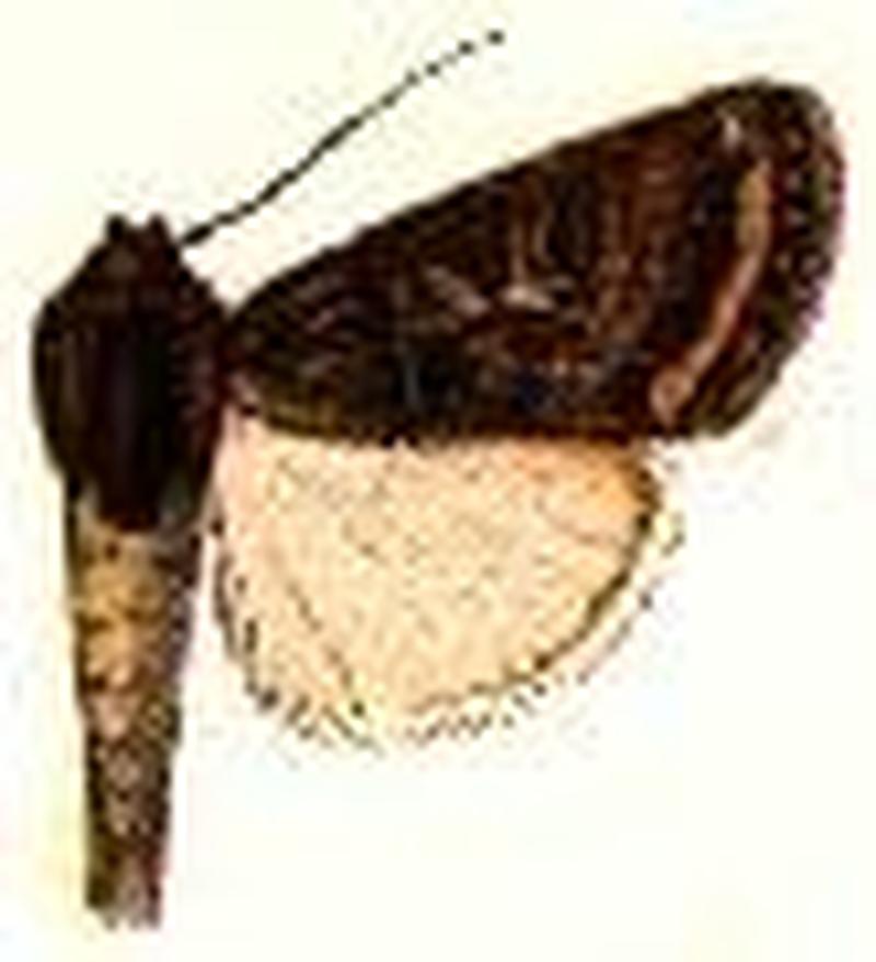 Laphygma leucophlebia