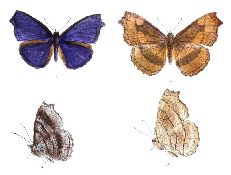 LaringaCastelnaui 385