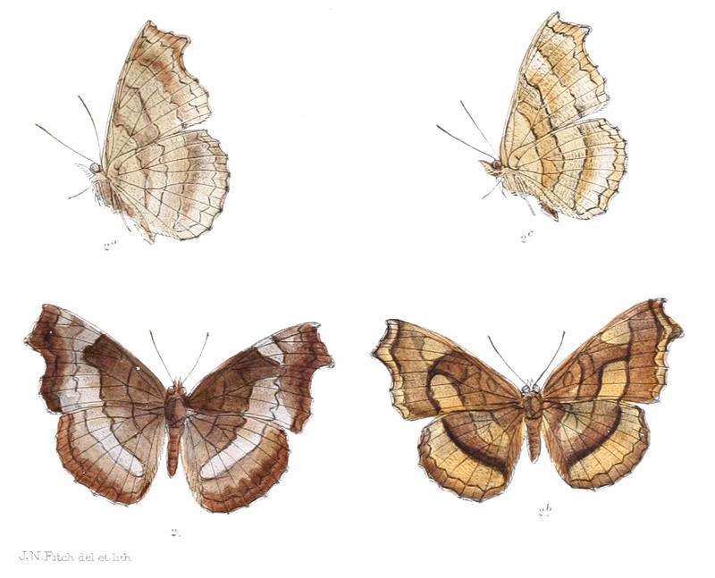 LaringaGlaucescens 385