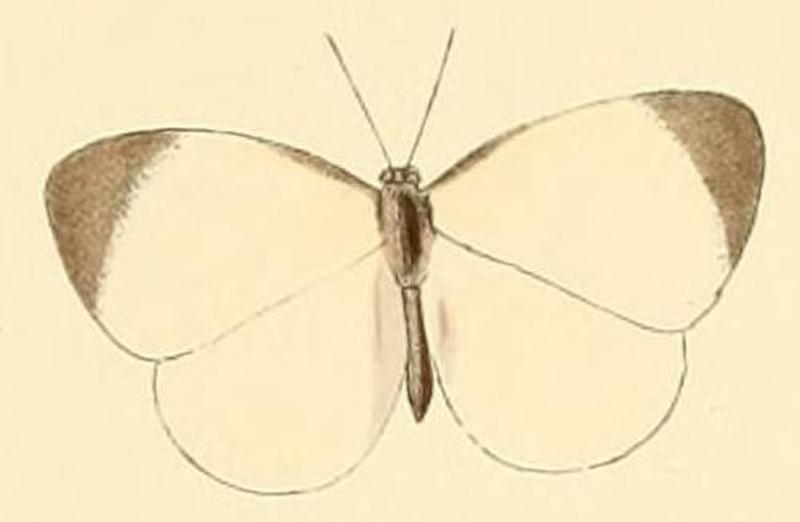 Larinopoda lagyra