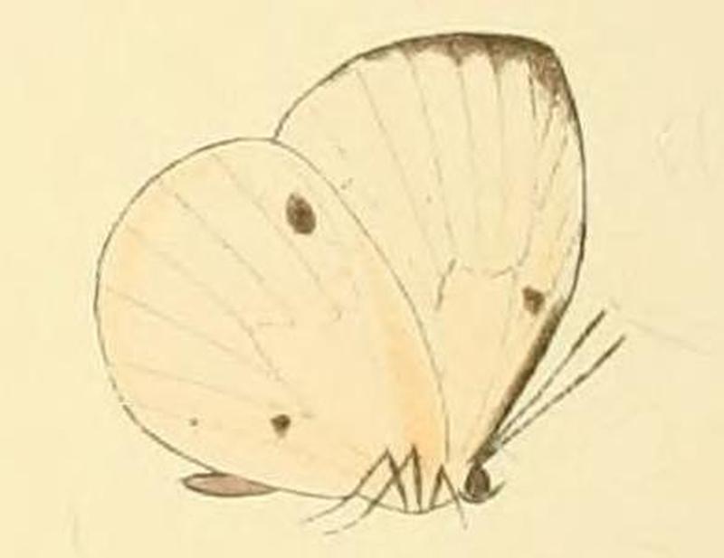 Larinopoda lircaea