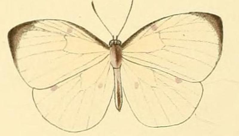 Larinopoda lircaea1