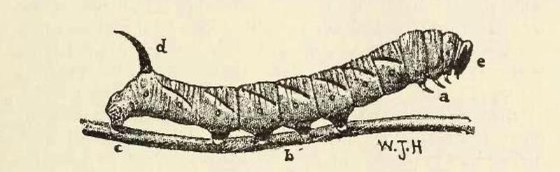 Larva - Moth book Holland Fig 4