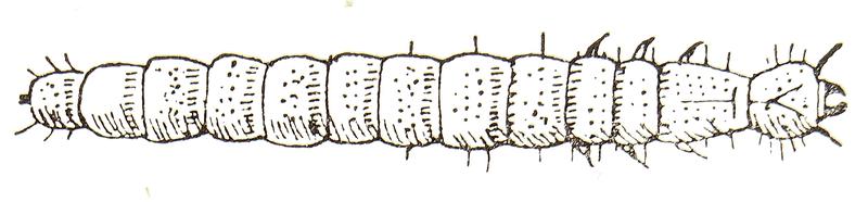 Larva genus Uloma