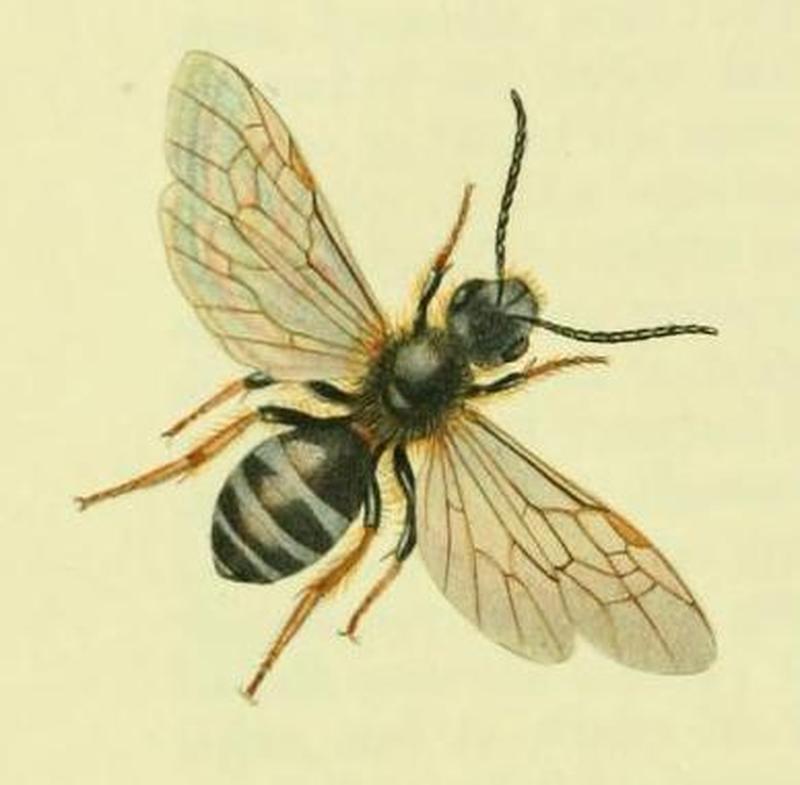 Lasioglossum xanthopus British Entomology